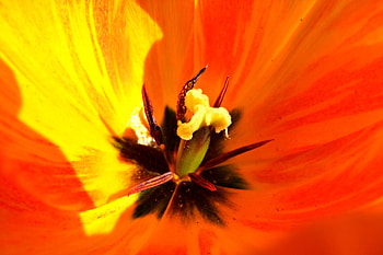 Flower, Macro, Petals, Tulip, Pistils, Pestics HD wallpaper