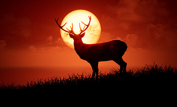 Unreal Deer Morning , deer, artist, artwork, digital-art, artstation HD wallpaper