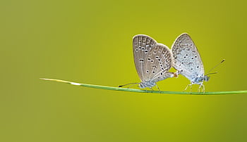 Two butterflies rest delicately on a blade of grass against a green background. HD wallpaper