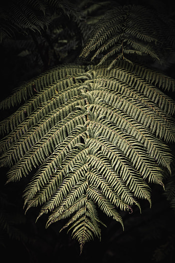 Macro, Fern, Leaf, Sheet, Branch HD phone wallpaper