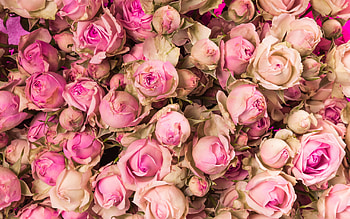 Roses, flower, summer, rose, pink, skin, texture, vara HD wallpaper