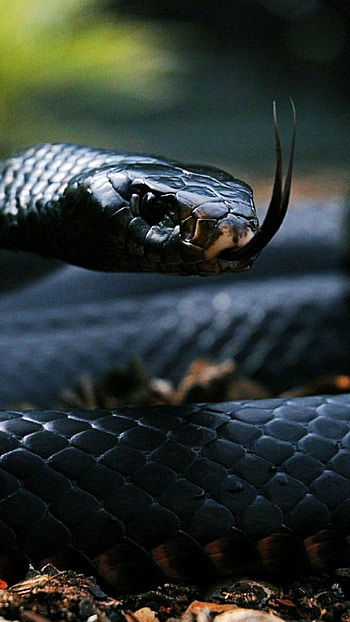 Dark serpent, , Snake's agility, Captivating visuals HD phone wallpaper
