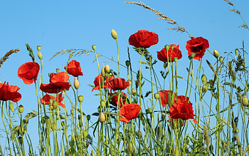 Poppies, flowers, sky, bentgrass HD wallpaper