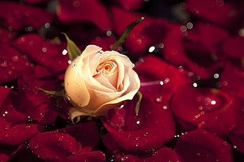 ღ❤ღ, rose, beautiful, macro, flower HD wallpaper