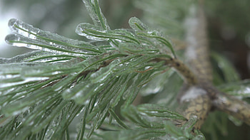 Icy zing rain, Thuja tree, Stunning visual, Stock video HD wallpaper