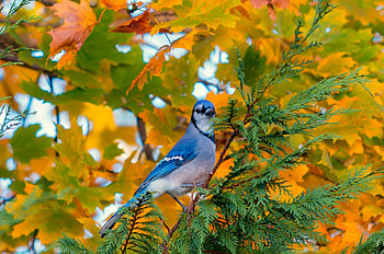 Animals, Autumn, Bird, Branch, Foliage, Jay HD wallpaper
