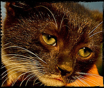 Kitten face, animal, kitten, cat, feline, pet HD wallpaper