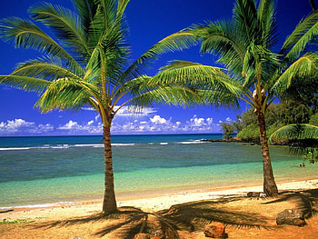 Landscape, Trees, Sea, Beach, Palms HD wallpaper