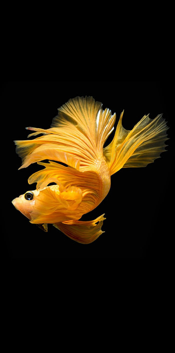 Gold Betta fish, bettafish, aquarium HD phone wallpaper