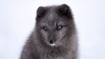 Arctic fox arctic fox, Wildlife graphy HD wallpaper