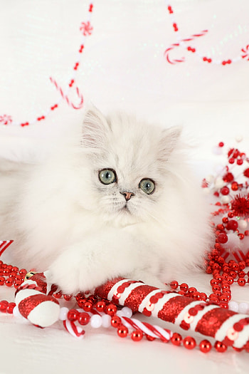 Persian Cat, Silver chinchilla, Luxury Persian kittens, Rainbow of colors HD phone wallpaper