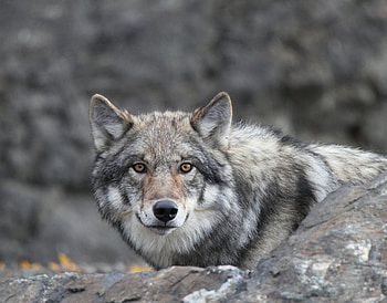 wolf, animals, nature, fauna, forest HD wallpaper