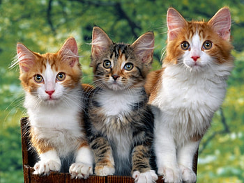 Animals, Cats HD wallpaper