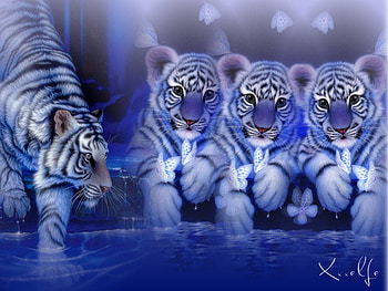 Tiger-Family HD wallpaper