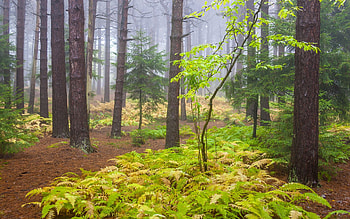 Pines and ferns in the fog, West Virginia, trees, plants, forest, usa, leaves HD wallpaper