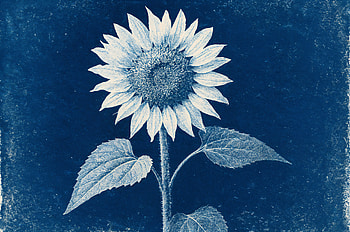 Artistic Sunflower, sunflower, plant, blue, botanical illustration, vintage style HD wallpaper