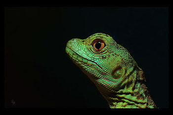 Gecko, black background, lizard, green HD wallpaper