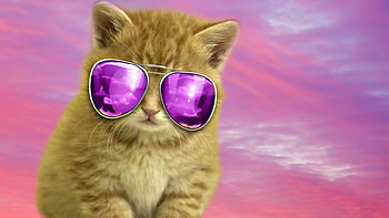 Cool Cat For Luna, BEAUTY, NATURE, FUNNY, CATS HD wallpaper