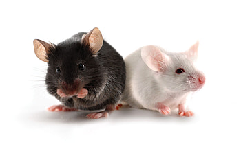 Research mouse models, Charles River, Medical research, Laboratory HD wallpaper
