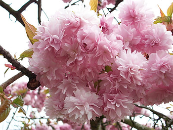 Gods creation, pink, pretty, branches, blossom, tree HD wallpaper