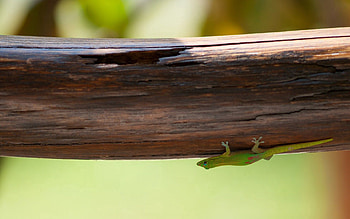 Animals, Wood, Tree, Branch, Lizard HD wallpaper
