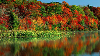 fall colors, fun, cool, nature, forest, lake HD wallpaper