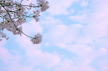 Beautiful cherry blossoms against a clear blue sky depicting a serene spring day. HD wallpaper