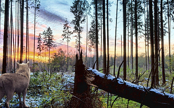 Animals, Landscape, Nature, Trees, Sky, Forest, Branches, Predator, Wolf HD wallpaper