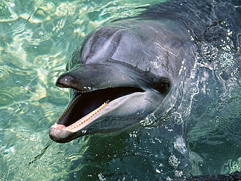 Animals, Water, Dolfins HD wallpaper
