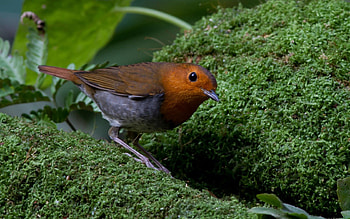 Animals, Nature, Bird, Brown, Greens, Moss, Plumage HD wallpaper