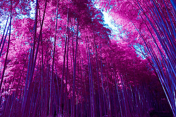 Arashiyama, bamboo grove, forest, Infrared pink HD wallpaper
