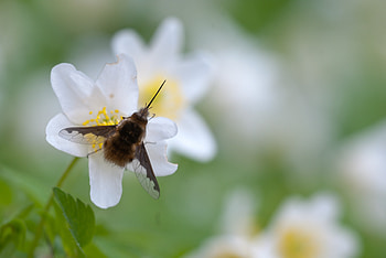 Flower, Macro, Insect, Buzzed, Buzzing HD wallpaper