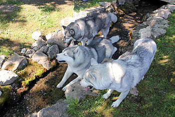 Summer heat., other, dogs, summer, animals HD wallpaper