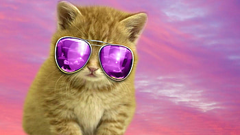 Cool Cat Backgrounds - Cave HD wallpaper