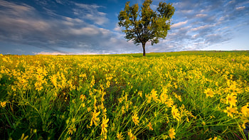 Blooming Field, sky, flowers, tree, summer, landscape, clouds HD wallpaper