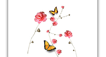 SIMPLE, ROSE, WHITE, BUTTERFLY HD wallpaper