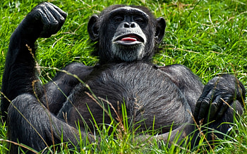 Chimpanzee, Funny monkey , , Humorous snapshots HD wallpaper