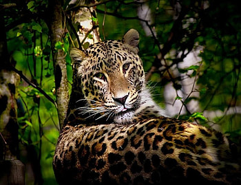 Wild and , leopard, resting, trees, large, sun, handsome, spots, stunning HD wallpaper