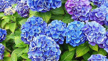 Purple blue hortensia, Beautiful flowers, Nature's palette, Floral bliss HD wallpaper