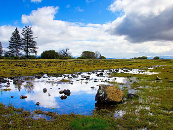 Nature, Grass, Stones, Greens, Puddle HD wallpaper