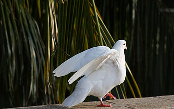 Animals, Nature, Birds, Dove, Peace, World HD wallpaper