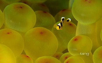 Bing's Best 3, microsoft, bing, search, clown, windows7theme, fish, clownfish HD wallpaper