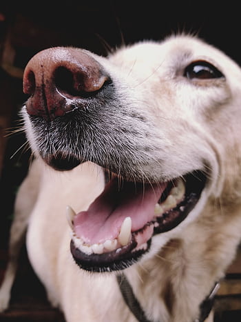 Adorable close-up of a happy golden retriever with its tongue out. HD phone wallpaper