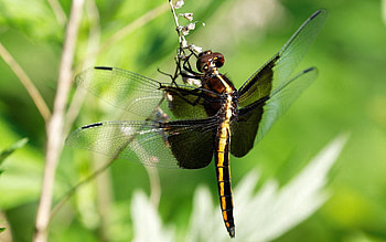 Macro, Dragonfly, Big Dragonfly HD wallpaper