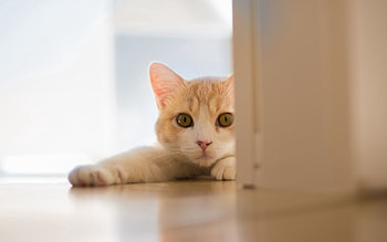 Animals, Cat, To Lie Down, Lie, Paw, Floors HD wallpaper
