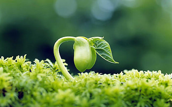 Spring, leaves, plants, stem, green HD wallpaper