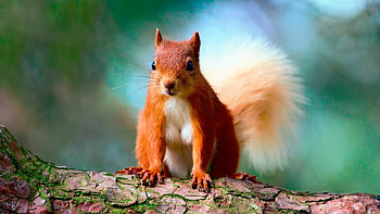 Squirrel , Cute and playful, Adorable creatures, Home HD wallpaper