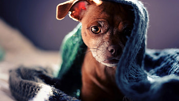 Beautiful dog, Animals, , Smart HD wallpaper