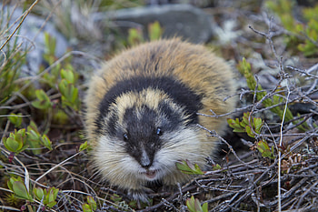 Lemming, Species identifier, Lemming introduction, Animal marvel HD wallpaper
