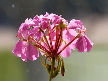 Pink Geranium, pink, flowers, spring, geranium HD wallpaper